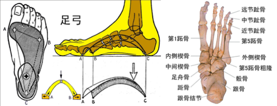 左图为足弓示意图。右图为足骨示意图，跖骨与近节趾骨之间的关节是跖趾关节