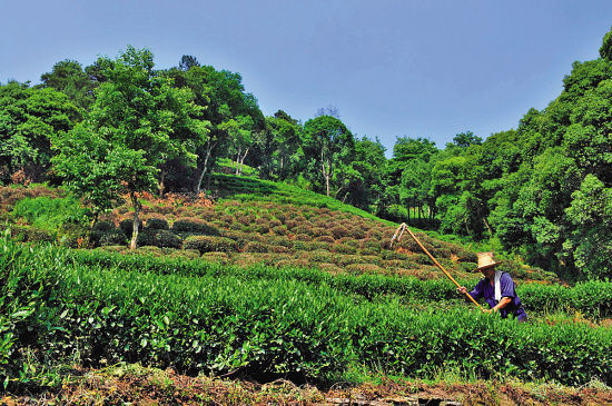 龙井茶每年最佳采茶季都在清明前几天