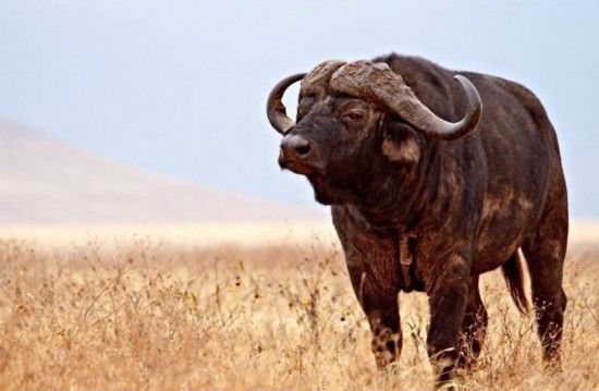 南非黑色大水牛