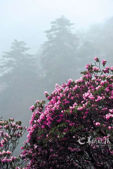 盛开在神农架神农顶景区的杜鹃花