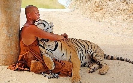 僧人与老虎相互依偎
