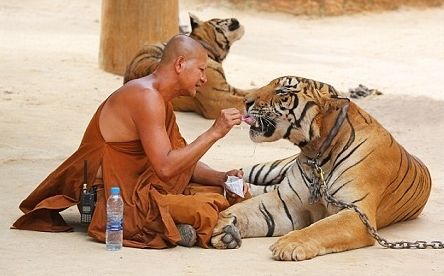 僧人徒手给老虎喂食