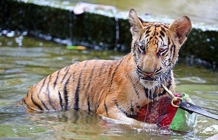 老虎幼崽在水中嬉戏