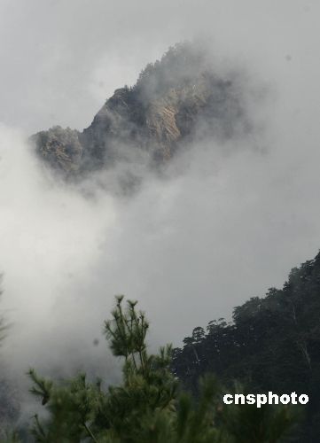浓雾笼罩的阿里山