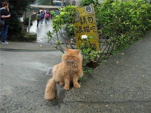 “霸气外露”的加菲猫
