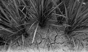 在奉化大堰南溪口，水稻田下面的泥土已经龟裂了。记者 丁以婕 摄