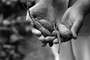 在奉化大堰南溪口，村民们在田里种植的番薯由于缺乏降水，个头比以往小了许多。记者 丁以婕 摄