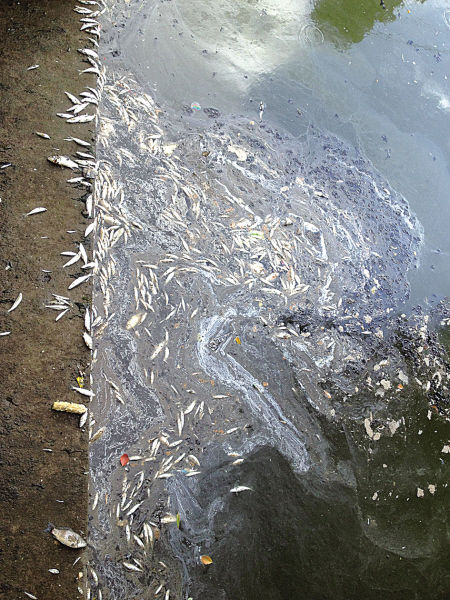 北仑霞浦一条河道出现大量死鱼