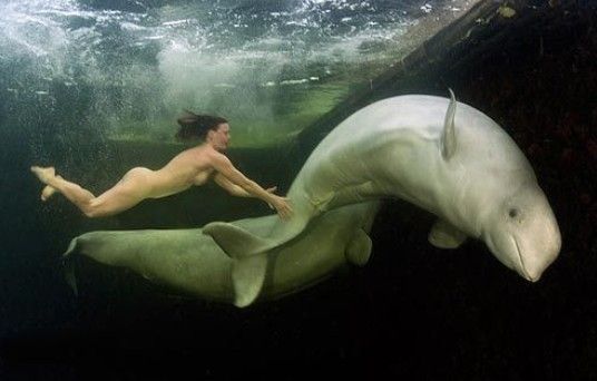俄罗斯女子零下海水中全裸与白鲸嬉戏