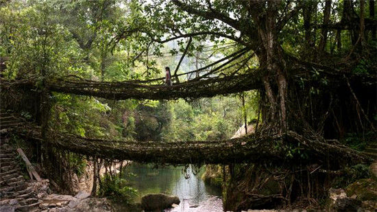 印度的树桥