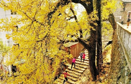 磐安县云山旅游度假区里有2000多亩银杏树，是全省最好的银杏基地之一