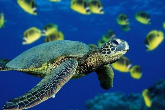 海底萌生物——小海龟