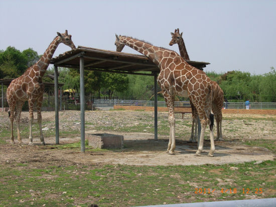 动物园长颈鹿