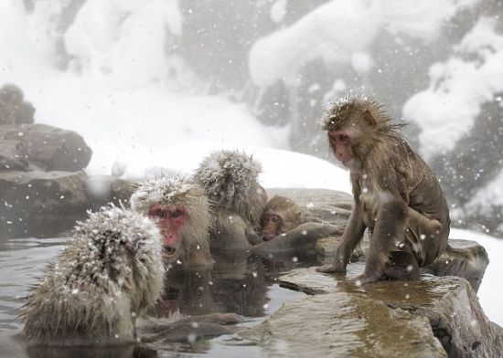 日本雪猴效仿人类泡温泉