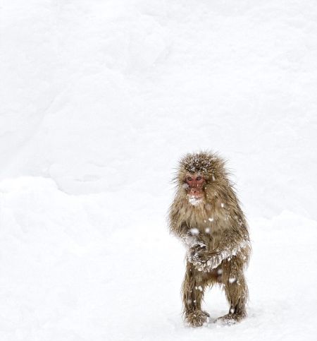 日本雪猴效仿人类泡温泉