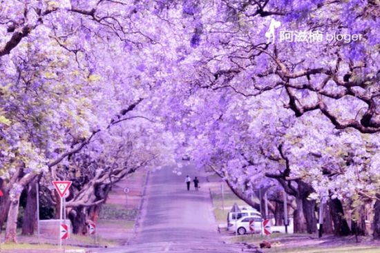 组图：紫葳城感受浪漫情怀 好色南非的香艳之旅