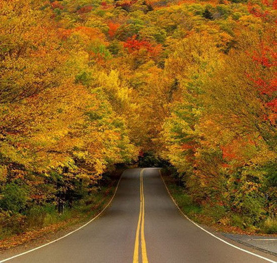 美国佛蒙特州国家公园的秋叶隧道