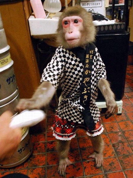 猴子端酒猫咪做店长 日本景点特殊的代言人