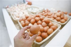 禽流感过后鸡蛋价格攀升